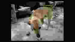 Pierocane